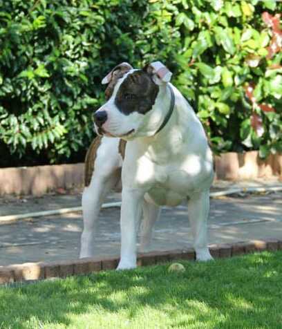 Ilano Tha Second Brindle Panther of Stafford | American Staffordshire Terrier 