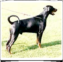 Mezzrow's Theo | Black Doberman Pinscher