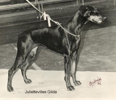 Julietteville's Gilda (S 22045/75) | Black Doberman Pinscher