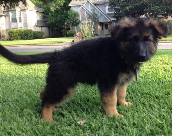 Schaefer Vom Das Tal | German Shepherd Dog 