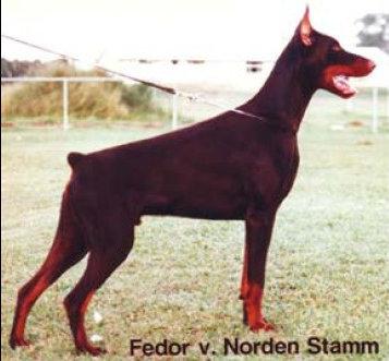 Fedor v. Norden Stamm | Brown Doberman Pinscher