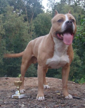 Ruzhiy life bluzhdaschiy ostrov | American Staffordshire Terrier 