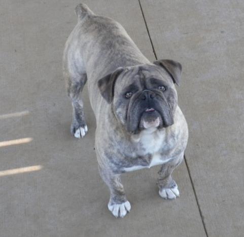 Joyful Acres' Hulk | Olde English Bulldogge 