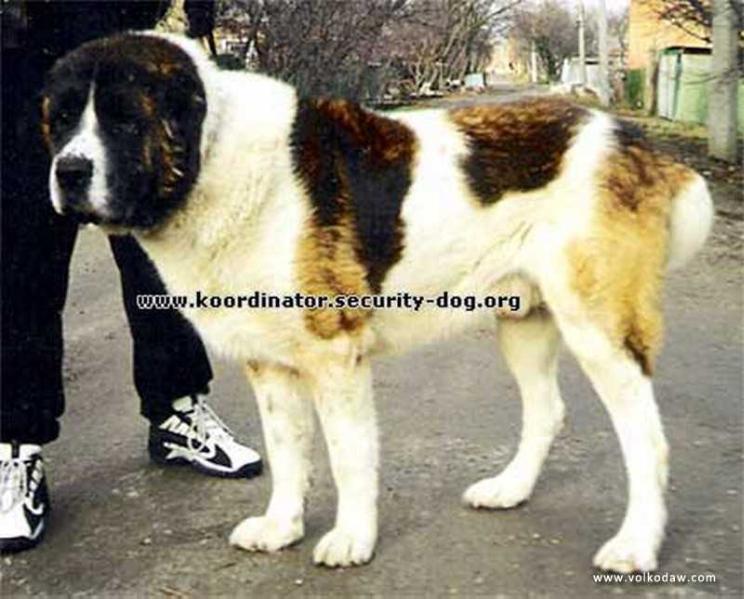 Bosar. | Central Asian Shepherd Dog 