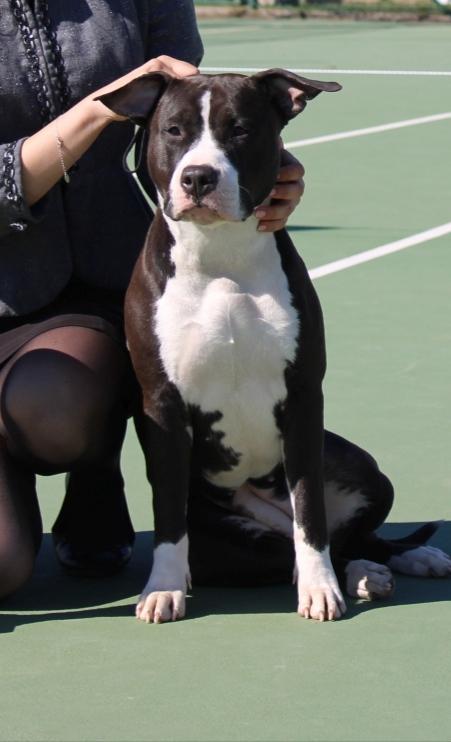 Vasianum Hard to Handle | American Staffordshire Terrier 