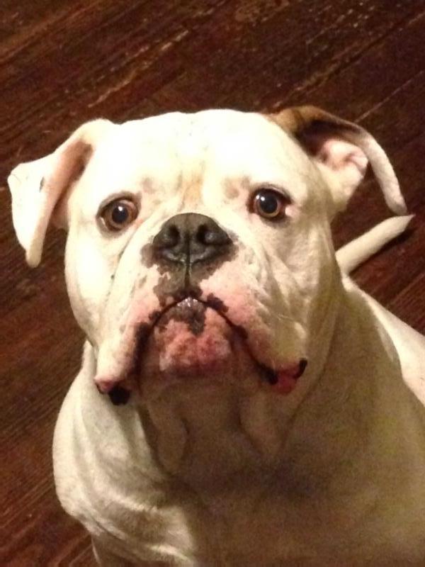 Palmers bruiser of B&amp;B | American Bulldog 