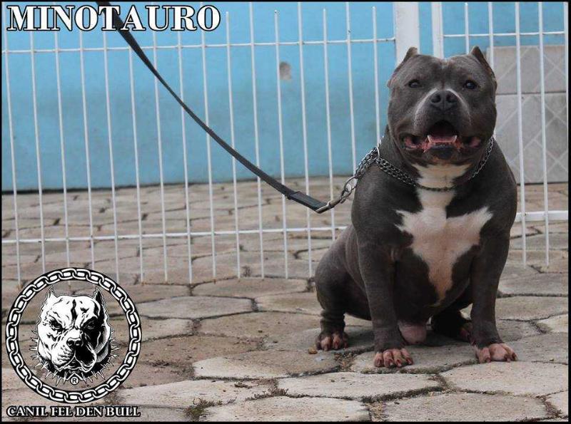 MINOTAURO FEL DEN BULL | American Staffordshire Terrier 