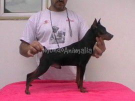 Gigolo de la Estribera | Miniature Pinscher 