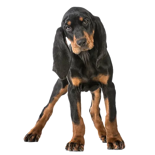 Black and Tan Coonhound