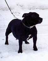 Agata | Staffordshire Bull Terrier 