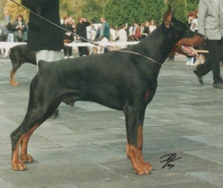 Tahi-Reme Xaro | Black Doberman Pinscher