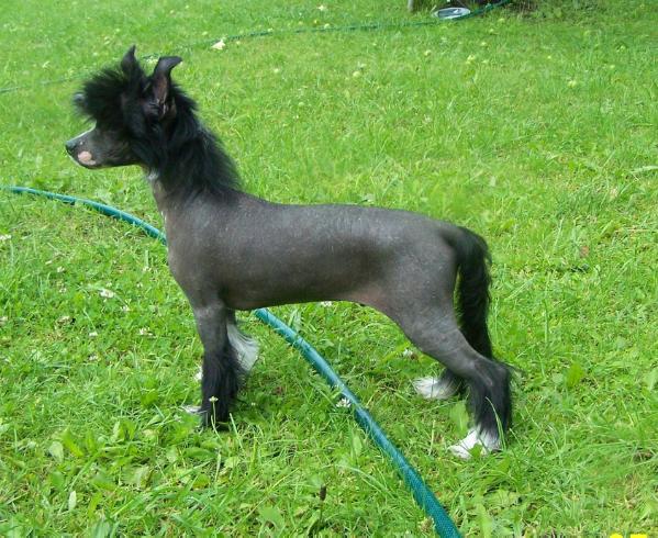 ASPIRIN Labas Rytas | Chinese Crested 