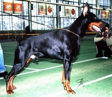 Sant Kreal Tiger | Black Doberman Pinscher