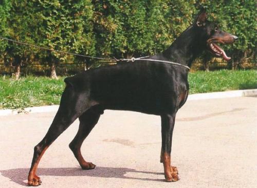 Ganymed v. Nymphenburg | Black Doberman Pinscher