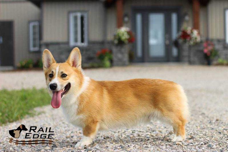 Wind Dials Rail Edge Phil Ranger | Pembroke Welsh Corgi 