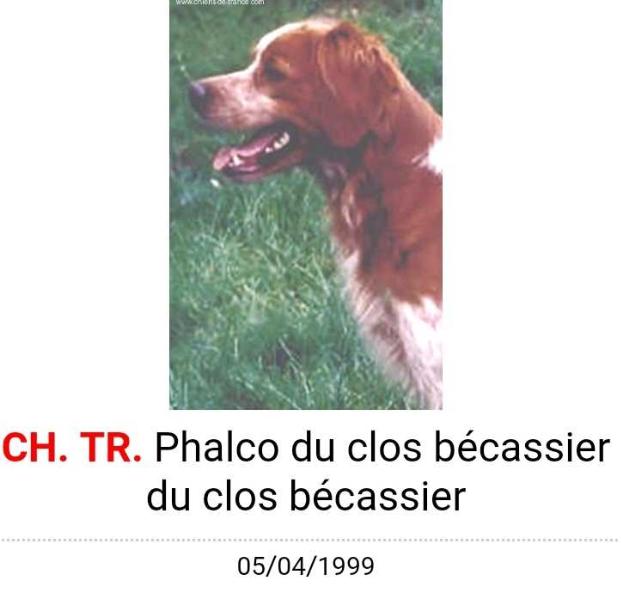 PHALCO du Clos Becassier | Brittany 