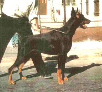 Boran Boss Renewal | Black Doberman Pinscher