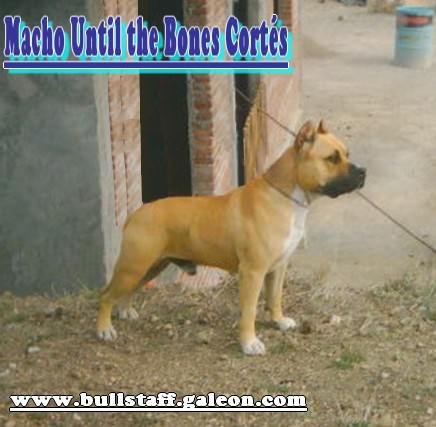 Macho Until The Bones Cortes | American Staffordshire Terrier 