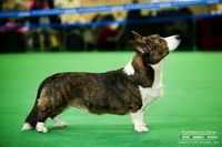 Vogie Tail Artur | Cardigan Welsh Corgi 