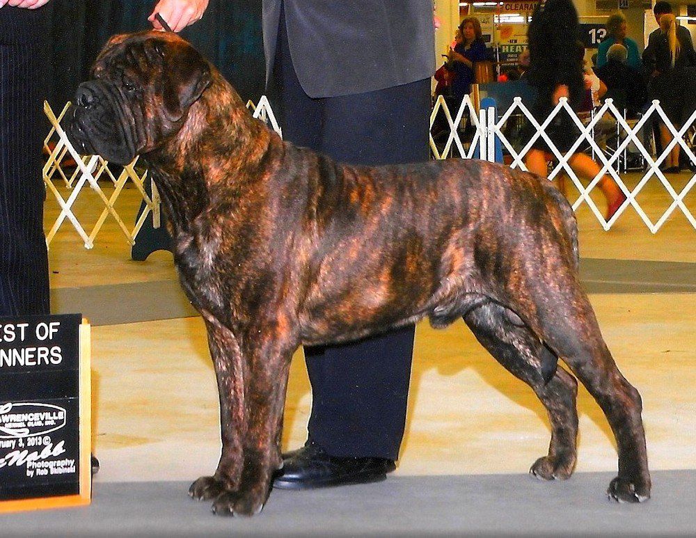 Bandog's NIGHT TRIPPER | Bullmastiff 