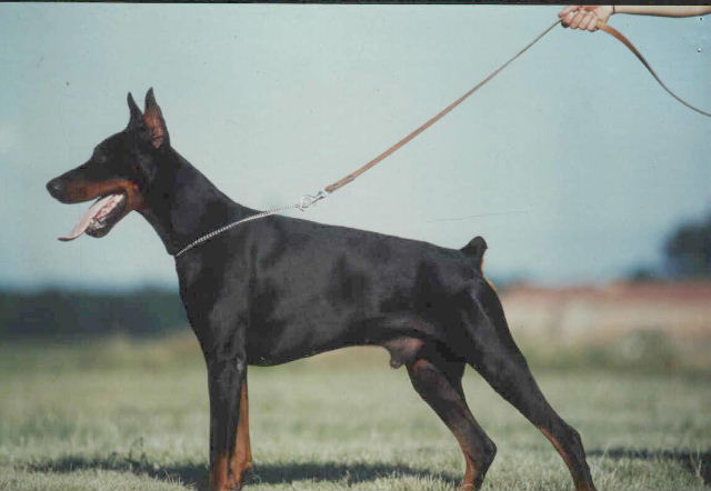 Miller di Latiano | Black Doberman Pinscher