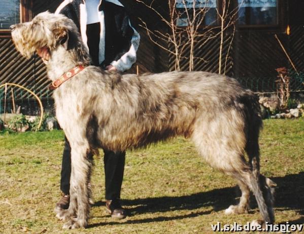 Wildisle Taralea Stellar | Irish Wolfhound 