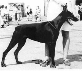 Plyymi v.d. Birkenrinde | Black Doberman Pinscher
