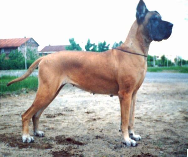 Shine | Great Dane 