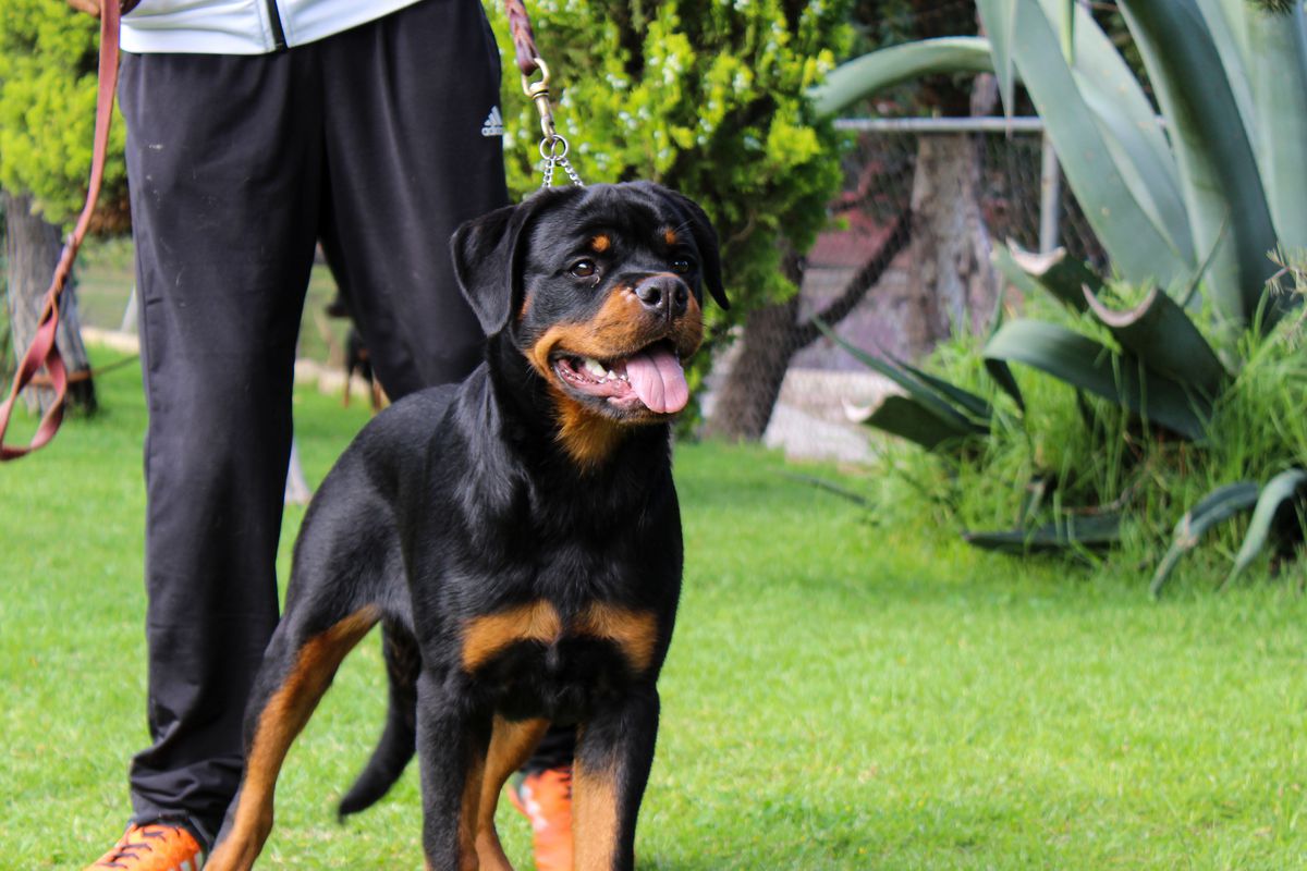 Loky Anton Rotts | Rottweiler 