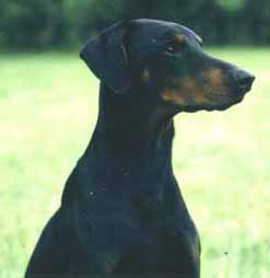 Doberhill Black Nando | Black Doberman Pinscher