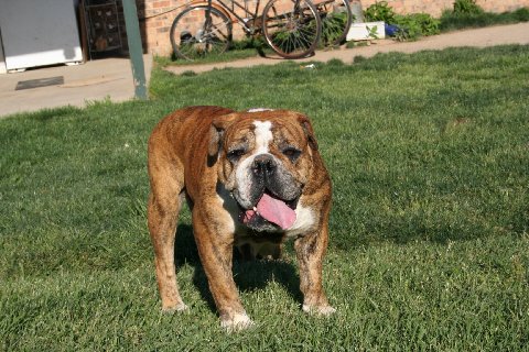 Sullivan's Red Dutchess | Olde English Bulldogge 