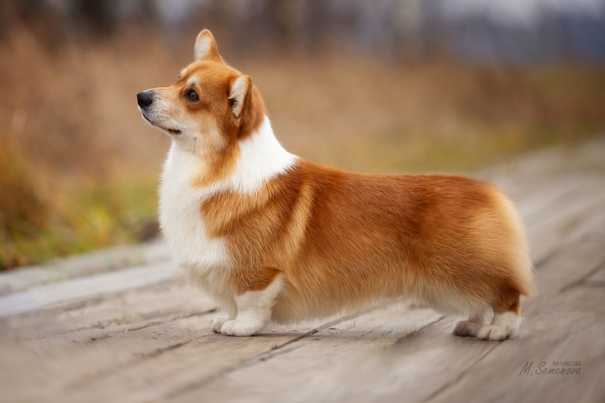 LISJA STAJA YANTARNYI OBEREG FOR MASKORI | Pembroke Welsh Corgi 