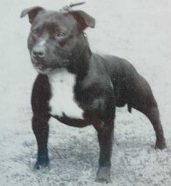 Langport Spearhead | Staffordshire Bull Terrier 