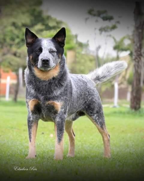 CAPO FLAP | Australian Cattle Dog 