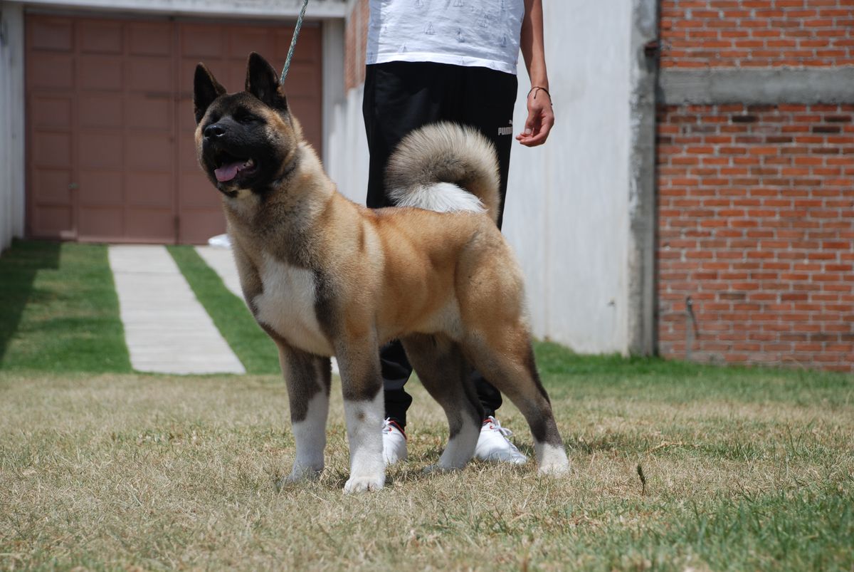 GutBel The Universal "Eragon" | Akita 