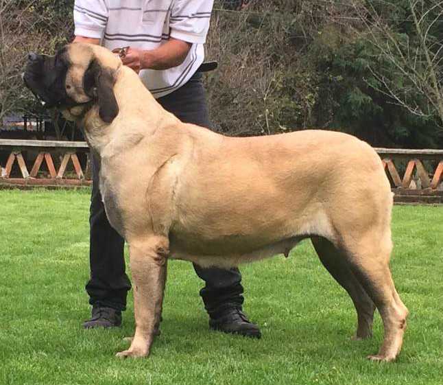 KATTURS EVERDEEN (FLORES) | Mastiff 