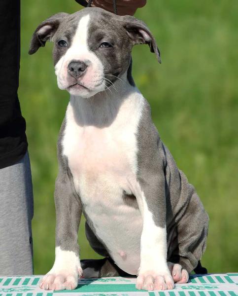 Srcky's Geraldina | American Staffordshire Terrier 