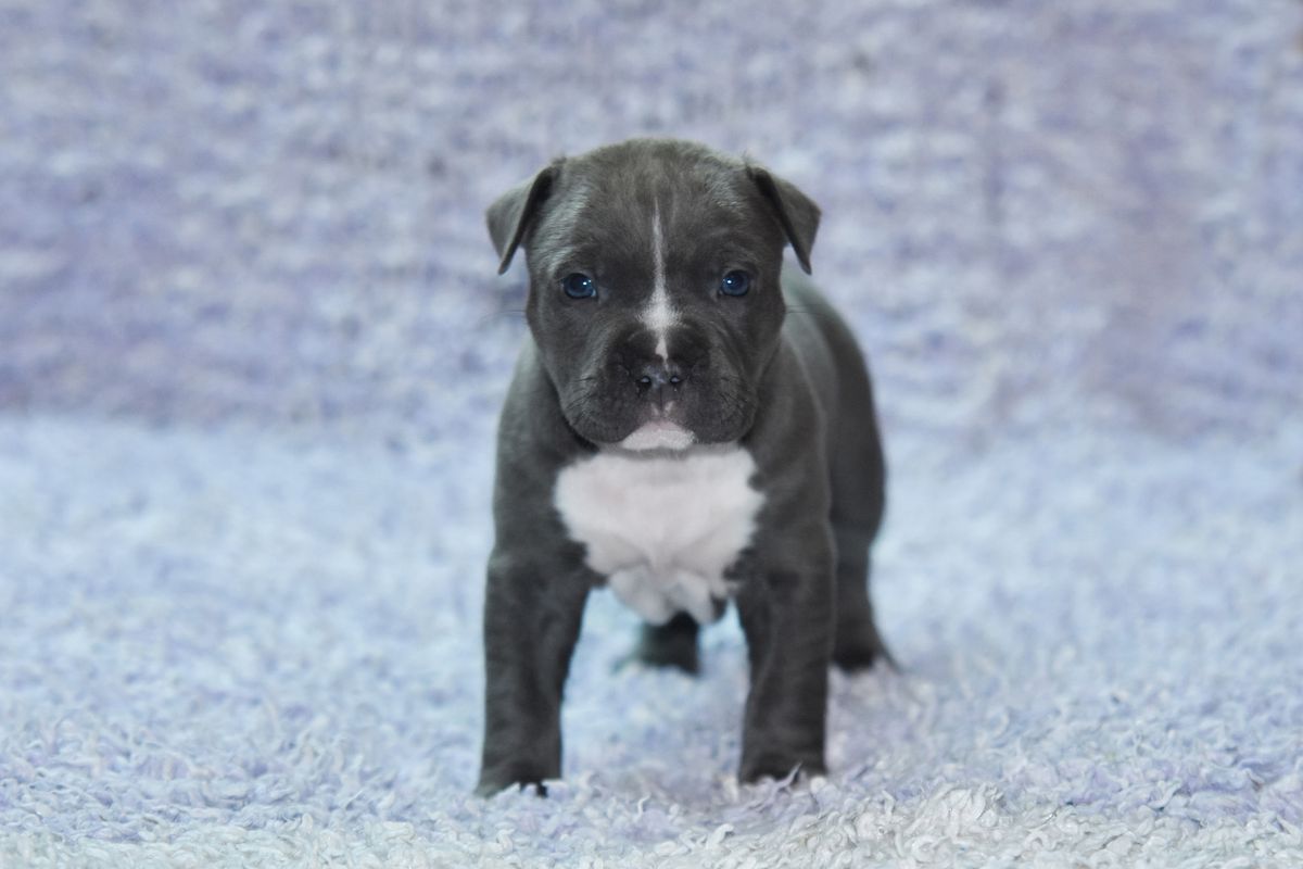 Pierre Gemme Gratebull | American Staffordshire Terrier 