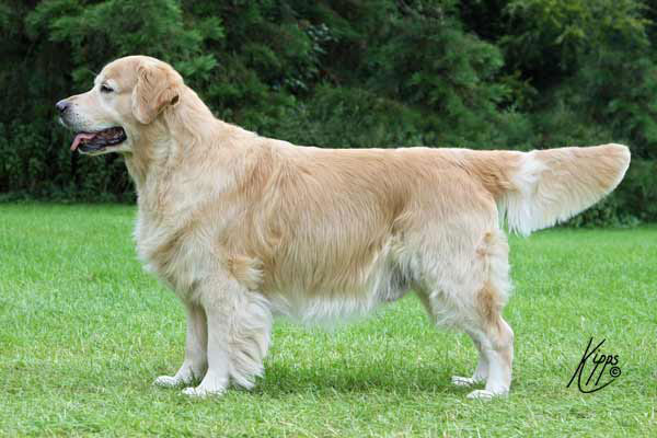 Xanthos Gryffindor | Golden Retriever 