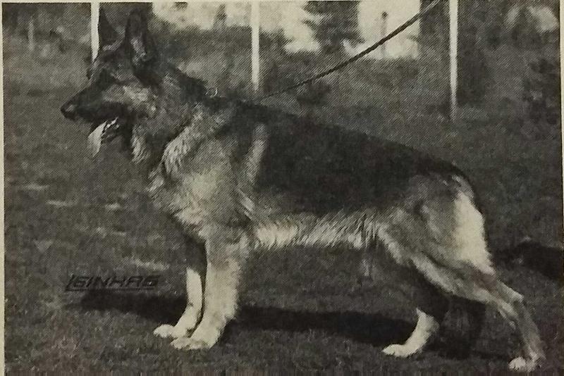 Basko von der Herrenstraße | German Shepherd Dog 