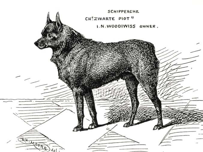 Zwarte Piot (c.1900) 28193 | Schipperke 