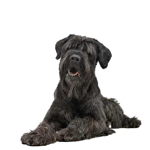 Black Russian Terrier