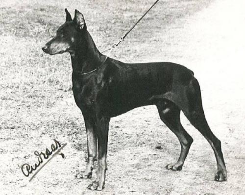 Alf v.d. Bauget | Black Doberman Pinscher