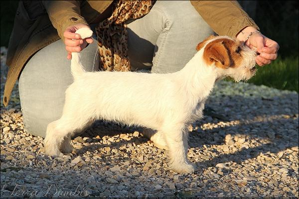 Steve's Eden In Love With Terra Dumbis | Jack Russell Terrier 