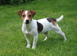 Rikoran primiera | Jack Russell Terrier 