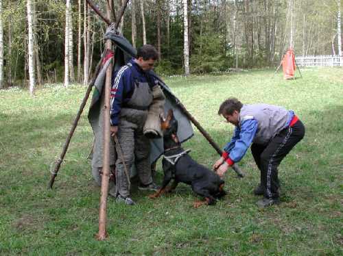 Gero v. Merkureck | Black Doberman Pinscher