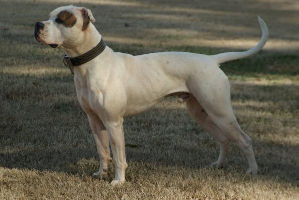 Privette's Jax of Blevins | American Bulldog 