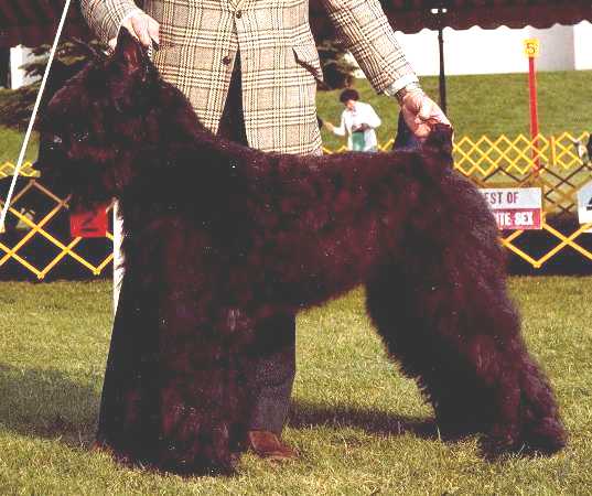 Jenbedon's Tuff Tully | Bouvier des Flandres 