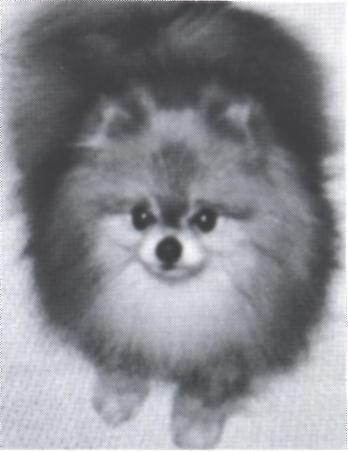 Jolly Wee Magic of Tim Sue | Pomeranian 