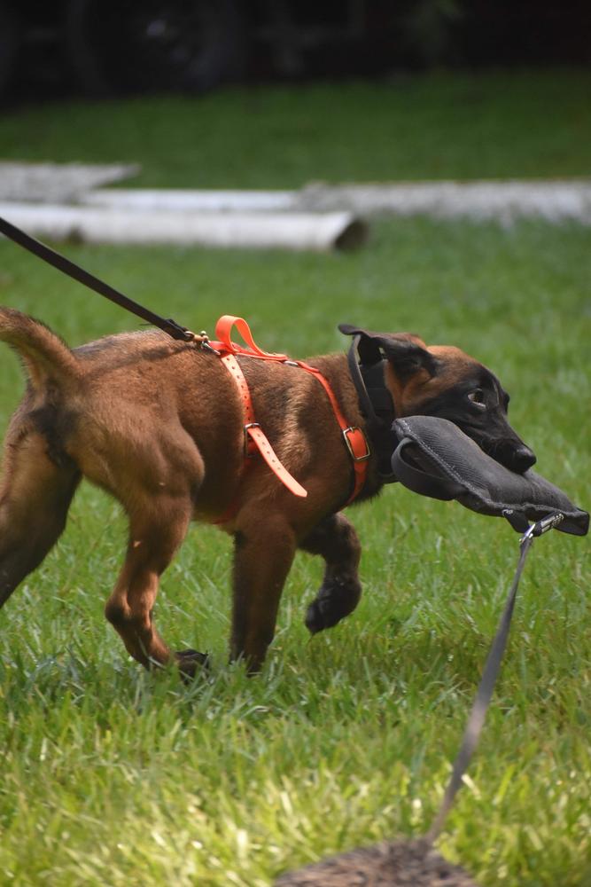 ZC’Sky De Southernwind | Belgian Malinois 